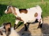 JUVAMINE des Tourelles - chèvre miniature extra-naine