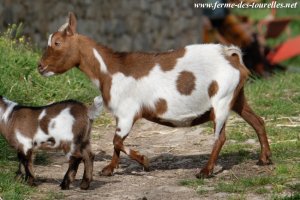 PRALINE - chèvre miniature des Tourelles