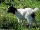 LORIE des Tourelles - chèvre miniature à poils longs