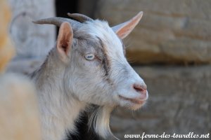 NORIA des Tourelles - chèvre (semi)-miniature aux yeux bleus