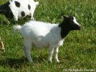 GALINETTE des Tourelles - chèvre toy