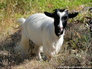 LORIE des Tourelles - chèvre miniature à poils longs