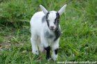 PAPILLON des Tourelles - chevreau miniature