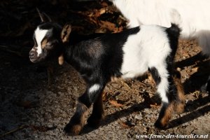 MANAO des Tourelles - chevreau miniature marbré