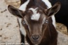 READY des Tourelles - chevreau miniature motte aux yeux bleus