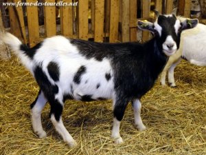 JOEVA - chèvre naine des Tourelles