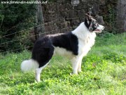 FOREST des Tourelles - chien type Border Collie noir & blanc