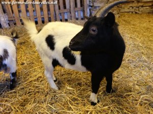 HEIDI - chèvre naine des Tourelles