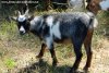 MESOTI des Tourelles - chèvre miniature aux yeux bleus