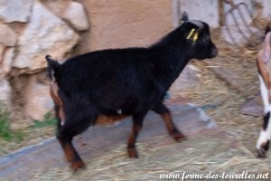 PAKO des Tourelles - bouc miniature