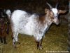 IBIZA - chèvre semi-naine