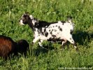 INAÏS - chèvre naine dalmatienne des Tourelles