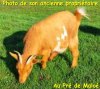 CALAMITY JANE - chèvre miniature
