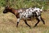 BONNIE - chèvre naine dalmatienne des Tourelles
