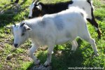 JOALIA des Tourelles - chèvre naine