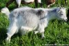 MELINE des Tourelles - chèvre miniature extra-naine