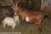 LOUPIA & ses jumeaux - chèvre semi-miniature des Tourelles