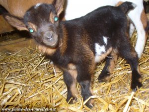 JASMIN des Tourelles - chevreau extra-nain