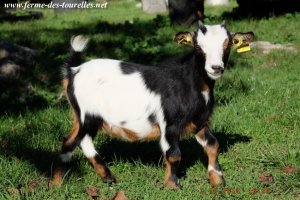 JOUPINETTE - chevrette miniature des Tourelles