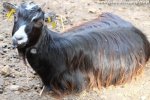 HALOA - chèvre miniature à poils mi-longs des Tourelles