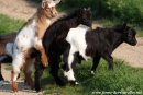 Blog sur le pastoralisme de nos chèvres miniatures - Hiver / Printemps 2017 - Ferme des Tourelles
