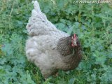 Poules bleue de la Ferme des Tourelles