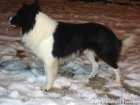 FOREST - chien Border Collie