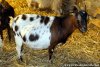 CIGALINE - chèvre miniature des Tourelles 2 jours avant sa mise bas