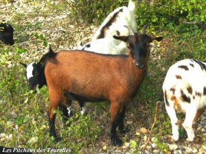 AMBRE - chèvre naine des Tourelles