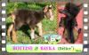 Diaporama You Tube BOTTINE & BAYKA des Tourelles - chevrettes miniatures chocolats