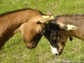 Jeux et fausses batailles - chèvres Alpines des Tourelles