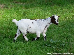 JALIS - chèvre naine des Tourelles
