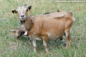 BISCOTTE - chèvre miniature extra-naine des Tourelles