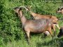 BELISSA - chèvre Alipne BELISSA - chèvre Alpine