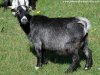 JESSICA - chèvre naine des Tourelles