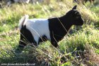 MONTY des Tourelles - chevreau semi-nain