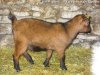 IRINE - chèvre miniature des Tourelles