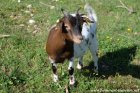LACY - chèvre miniature des Tourelles