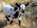 MAEVA des Tourelles - chèvre miniature
