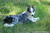GLYCINE - chienne Border Collie non LOF des Tourelles