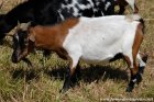 VALENTINE - chèvre extra-naine des Tourelles