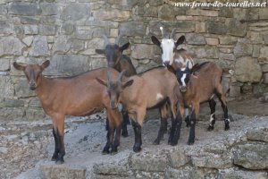 LARRY des Tourelles - bouc Alpin