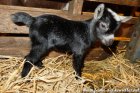OMBLINE des Tourelles - chèvre miniature