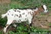 PHANTASIA des Tourelles - chèvre miniature dalmatienne