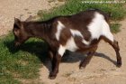 MAELI des Tourelles - chèvre miniature