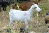 FANTASIA - chèvre miniature des Tourelles