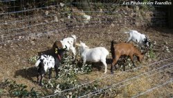 Mini-chèvres dans leur parc