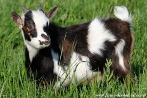 MAO des Tourelles - bouc miniature