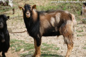 OBIWAN - bouc miniature motte marbré de la Ferme des Tourelles