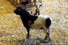 OPHIR de l'Arche de Mae - bouc miniature extra-nain à la ferme des Tourelles